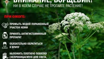 Как оградить ребенка от опасных растений?