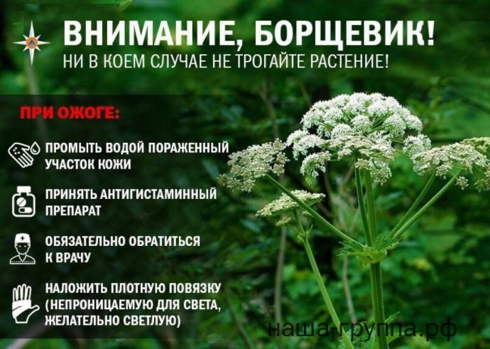 Как оградить ребенка от опасных растений?