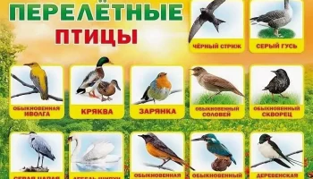 Перелетные птицы