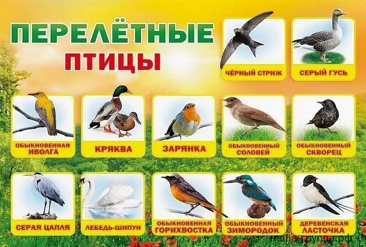 Перелетные птицы Перелетные птицы