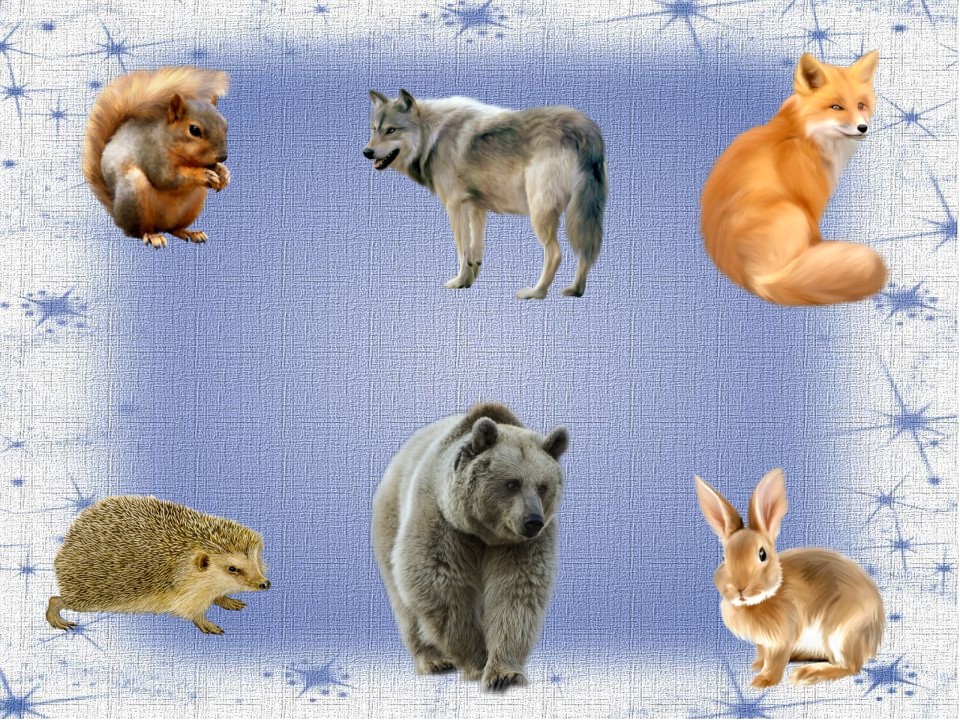 Дикие животные